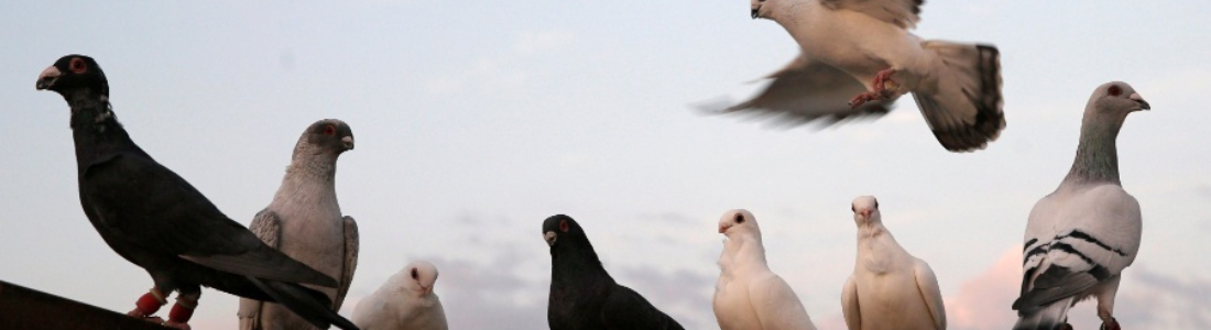 Manejo de Pombos em Itaquera  24 HORAS